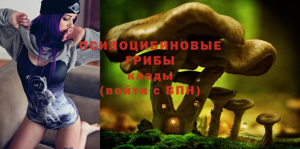 прущие грибы Медвежьегорск